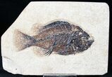 Priscacara Fossil Fish - Green River Formation #12290-1